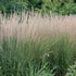 Grass Calamagrostis Karl Foerster 2 gal plant photo