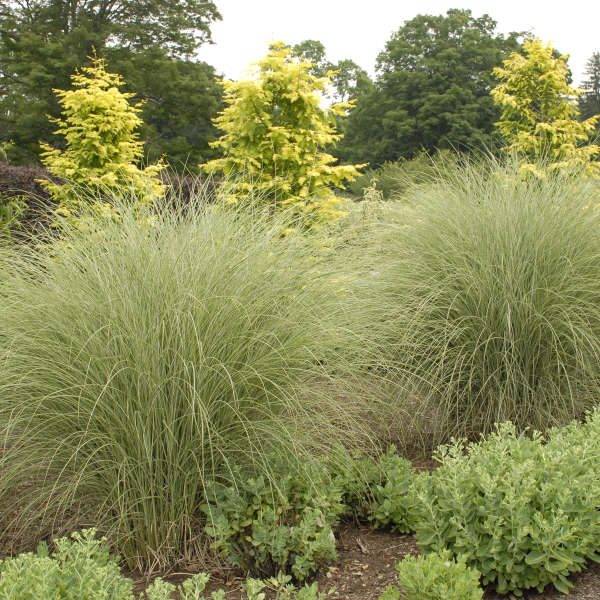 Grass Morning Light 2 gal plant photo