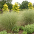 Grass Morning Light 2 gal plant photo