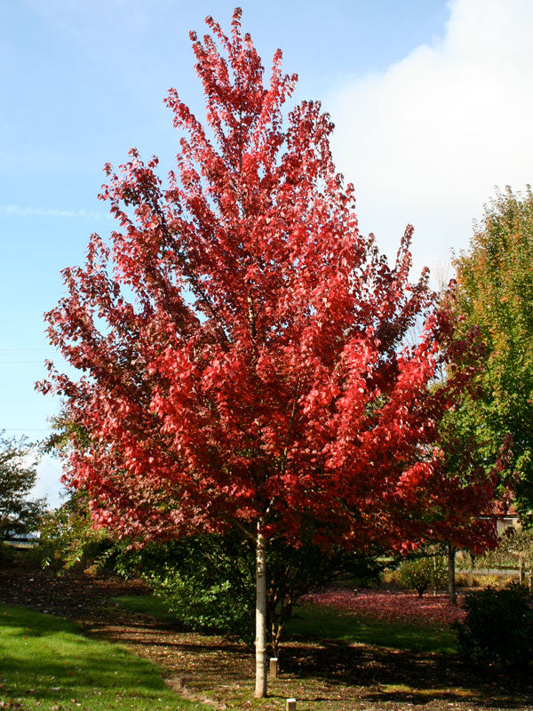 Maple &