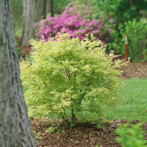 Japanese Maple &
