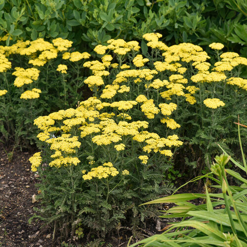 Achillea Firefly Sunshine Yellow 1 gal