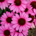 Echinacea The Fuschia is Bright 1 gal plant photo