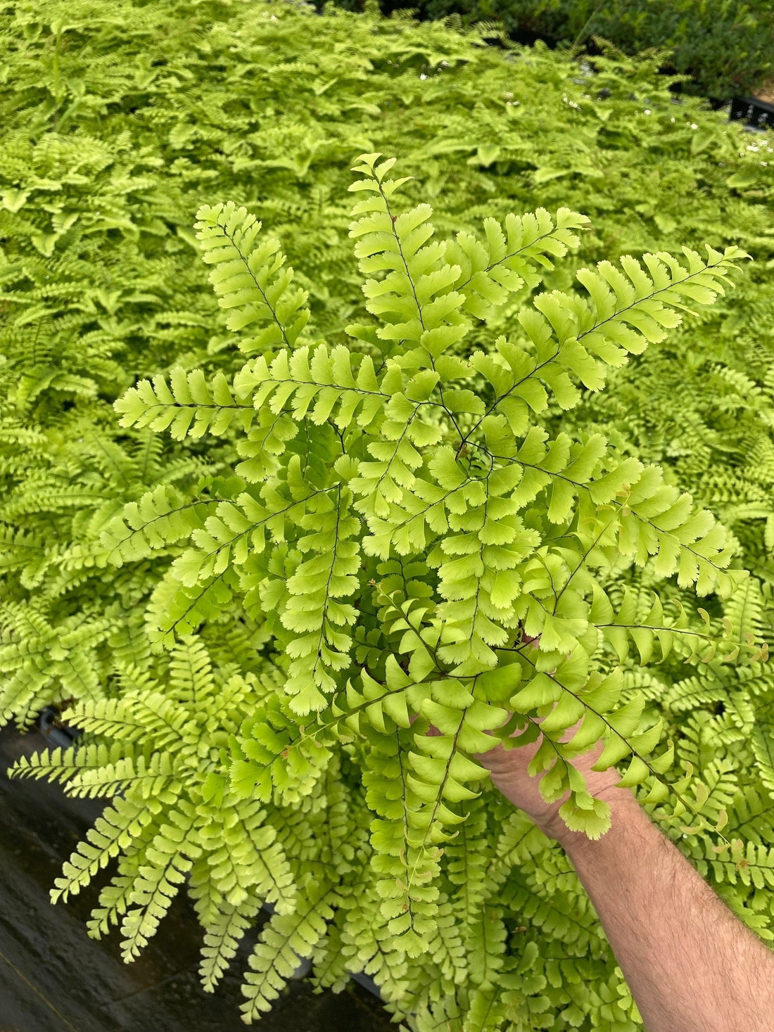 Fern Adiantum pedatum North Maidenhair 1 gal plant photo
