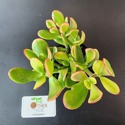5gal Jade Sunset plant photo