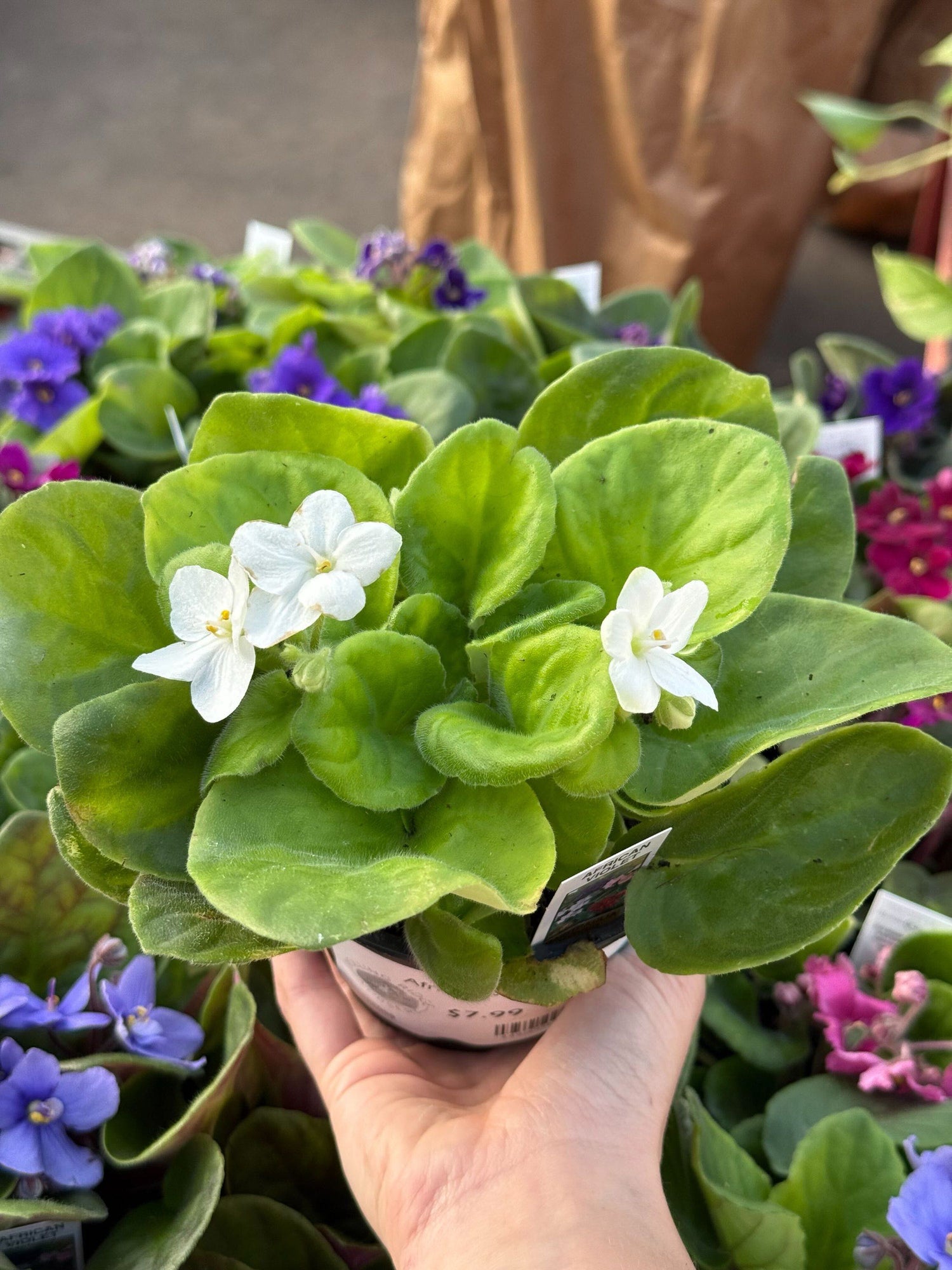 4" African Violet