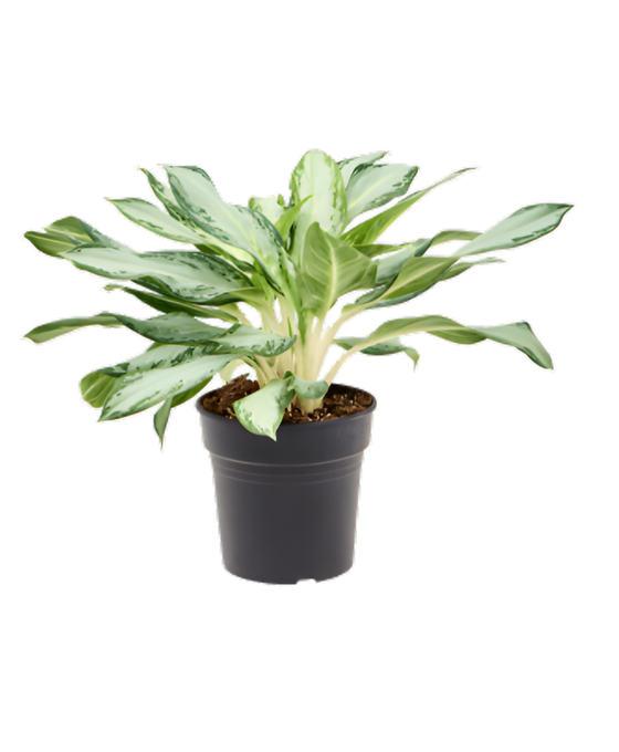 8" Aglaonema Golden Bay plant photo