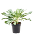 8" Aglaonema Golden Bay plant photo