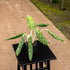 6" Aglaonema Golden Madonna plant photo