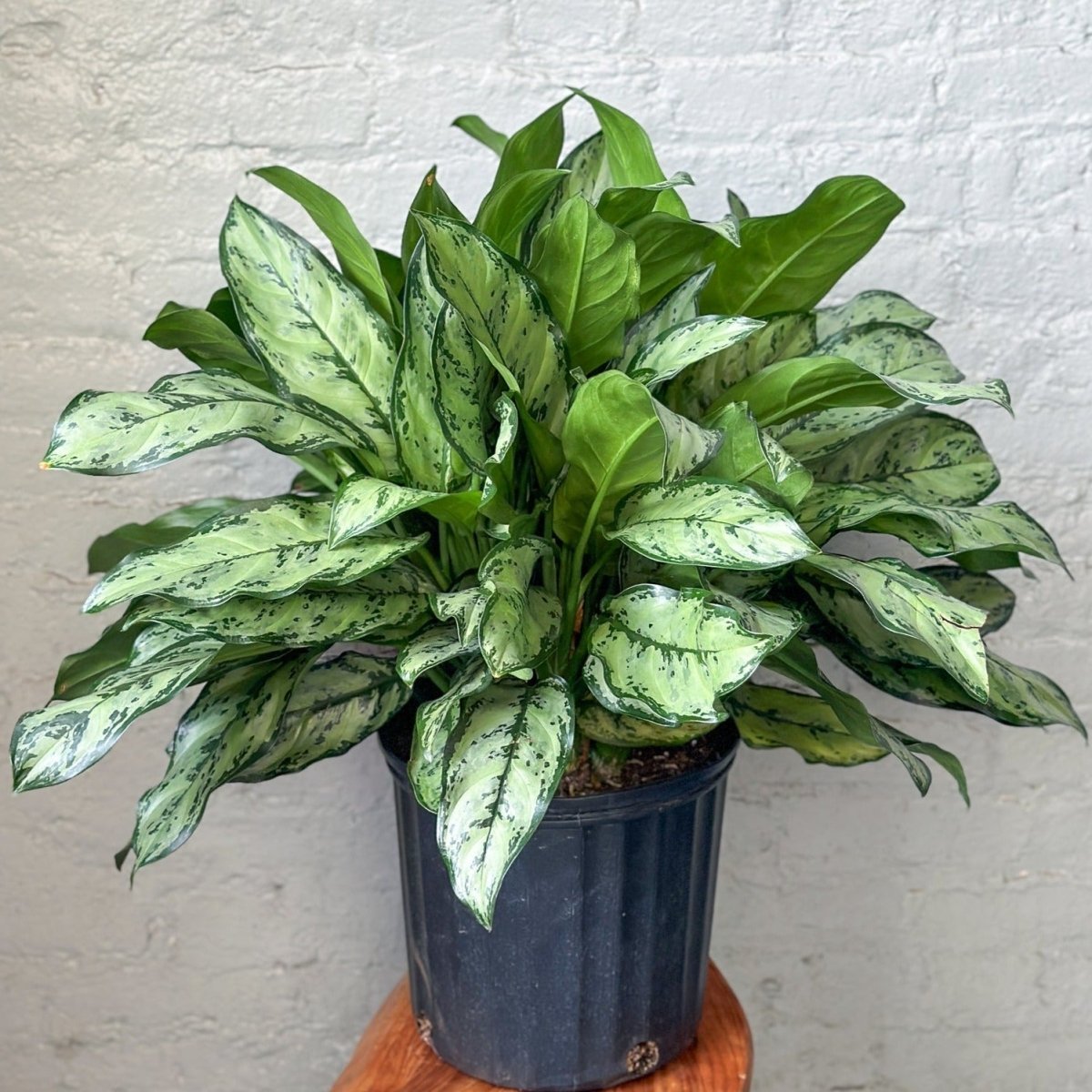 10" Aglaonema Primo plant photo