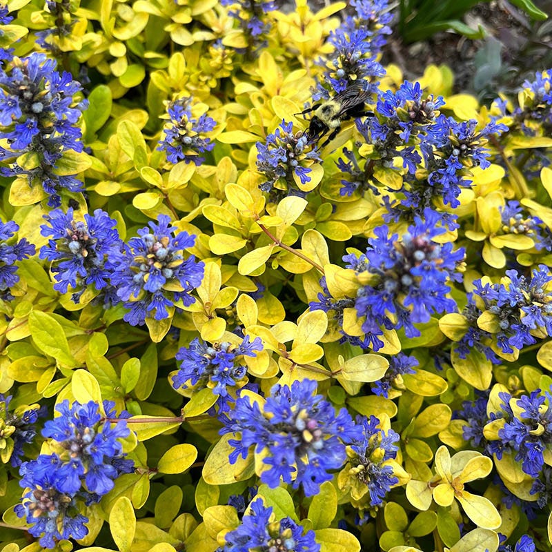 Feather Friends Ajuga qt