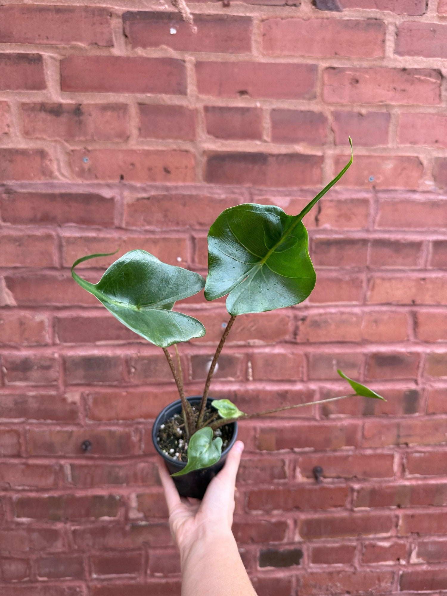 4" Alocasia Stingray