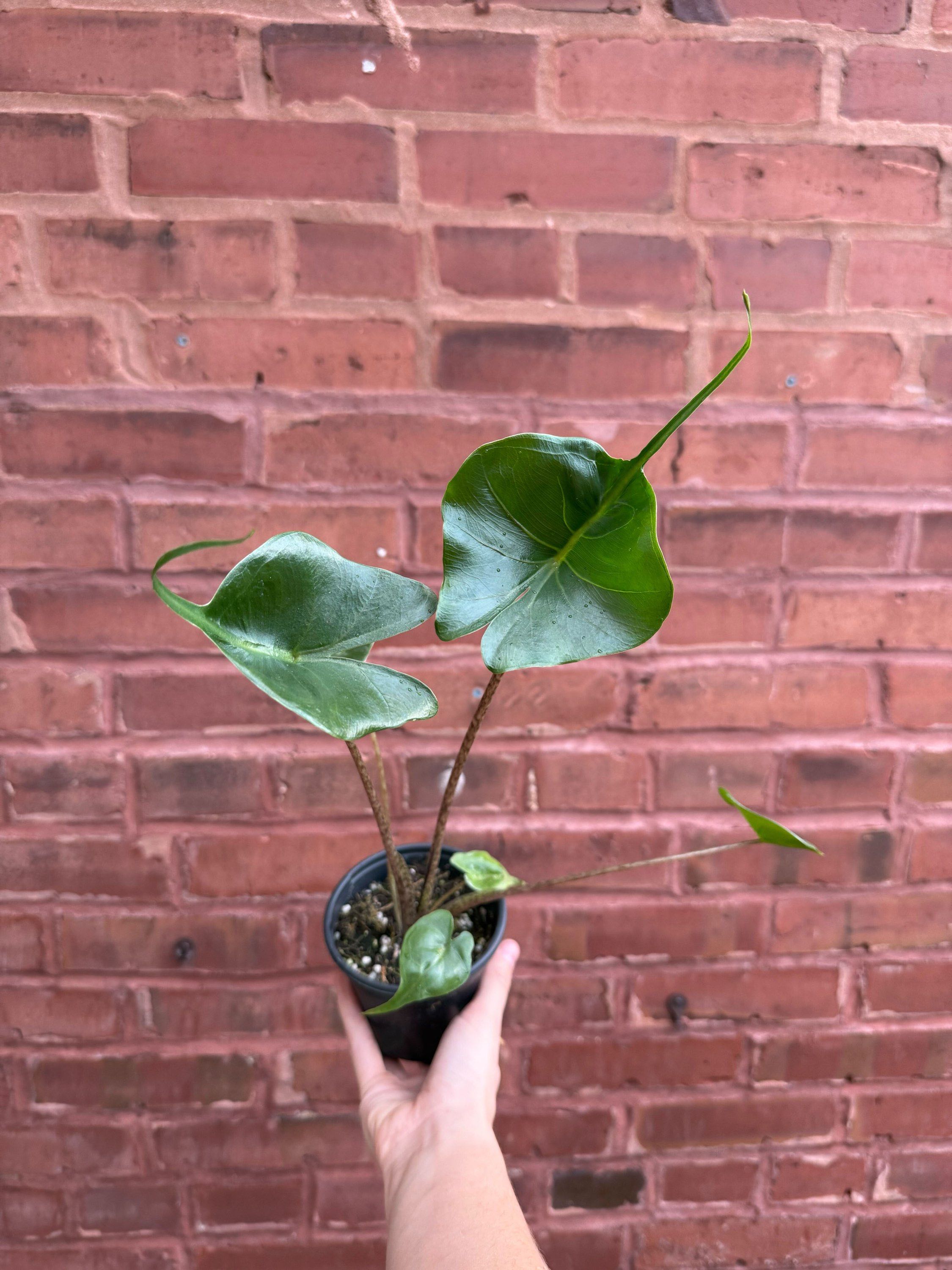 4" Alocasia Stingray