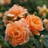 Rose &