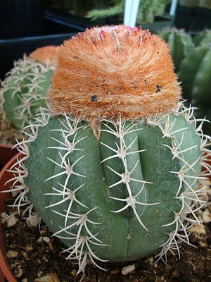 4" Cactus Melocactus matanzanus plant photo