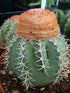 4" Cactus Melocactus matanzanus plant photo
