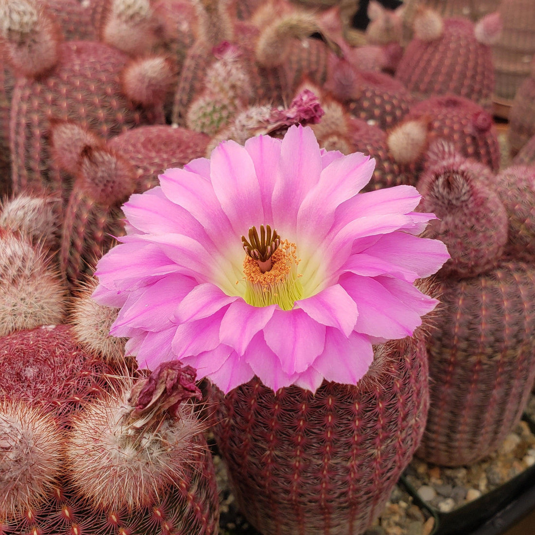4" Cactus Arizona Rainbow plant photo