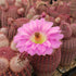 4" Cactus Arizona Rainbow plant photo