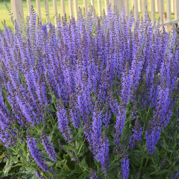 Salvia May Night 1 gal plant photo