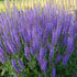 Salvia May Night 1 gal plant photo