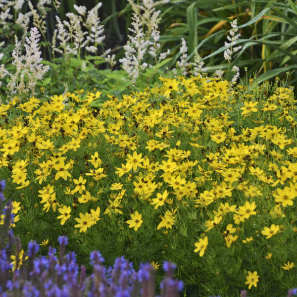 Coreopsis Zagreb 19cm plant photo