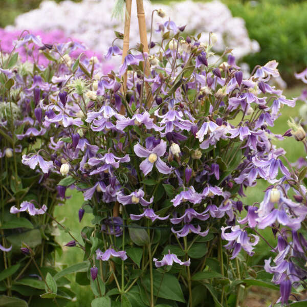Stand By Me Clematis 
