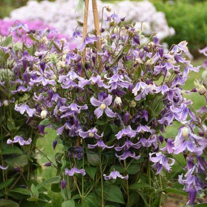 Stand By Me Clematis 