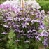 Stand By Me Clematis 