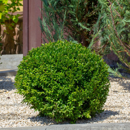 Boxwood &