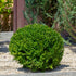 Boxwood &