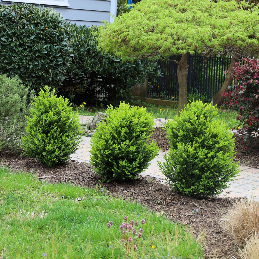 Boxwood &