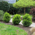 Boxwood &