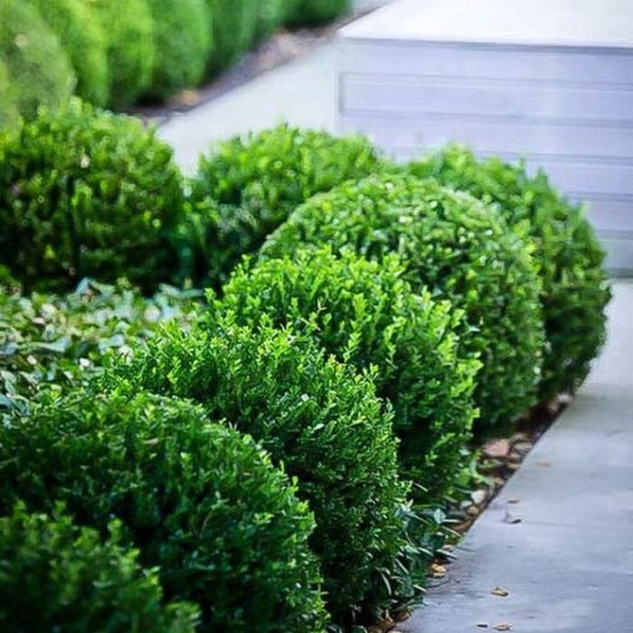 Boxwood &