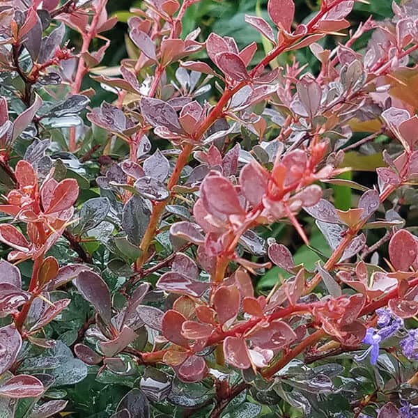 Barberry &