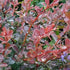 Barberry &