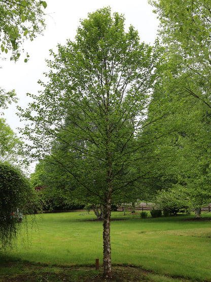 Birch &