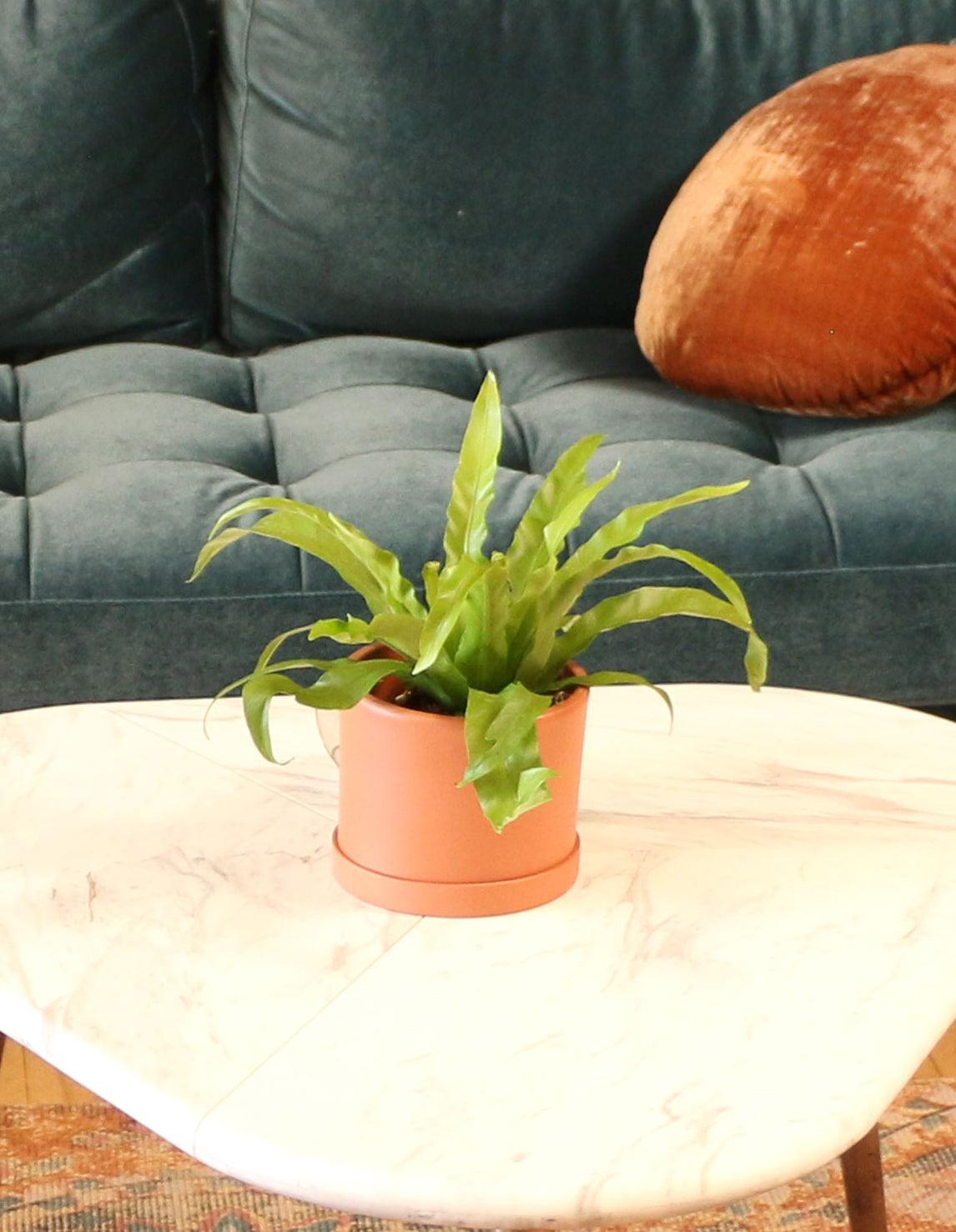 6" Fern Bird&