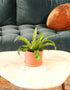 6" Fern Bird&