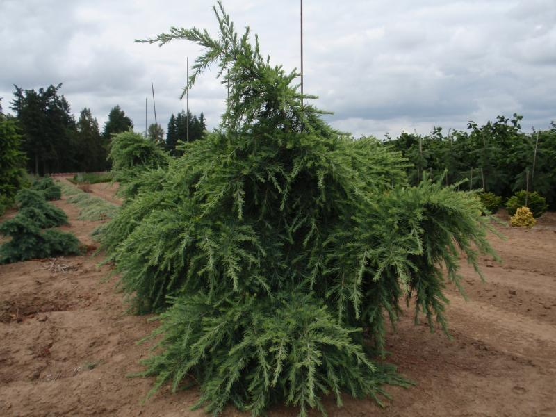 Lebanese Cedar &