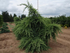 Lebanese Cedar &