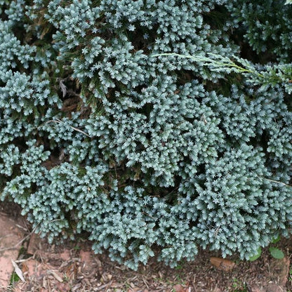 Juniper &