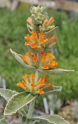 Butterfly Bush &