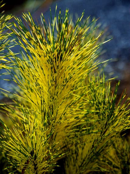 Pine &