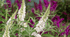Butterfly Bush &
