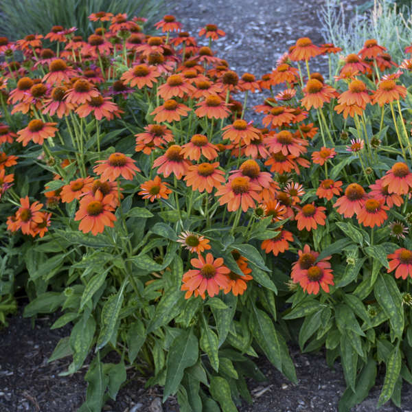 Echinacea Sombrero Adobe Orange 8" plant photo