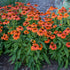 Echinacea Sombrero Adobe Orange 8" plant photo