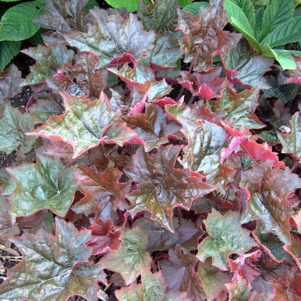 Heuchera Palace Purple 19cm plant photo