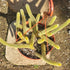 6" Cactus Golden Rat Tail plant photo