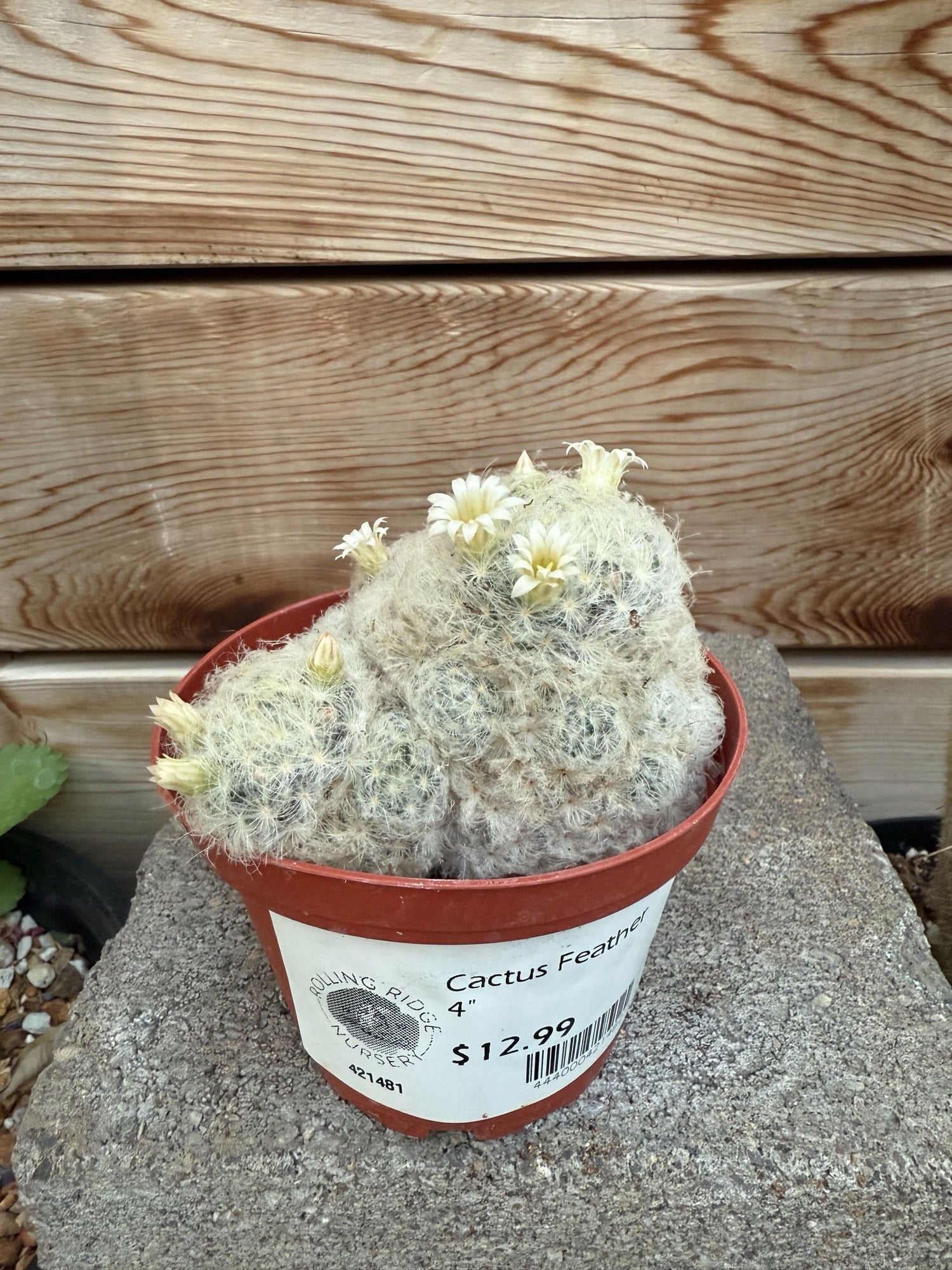 4" Cactus Feather