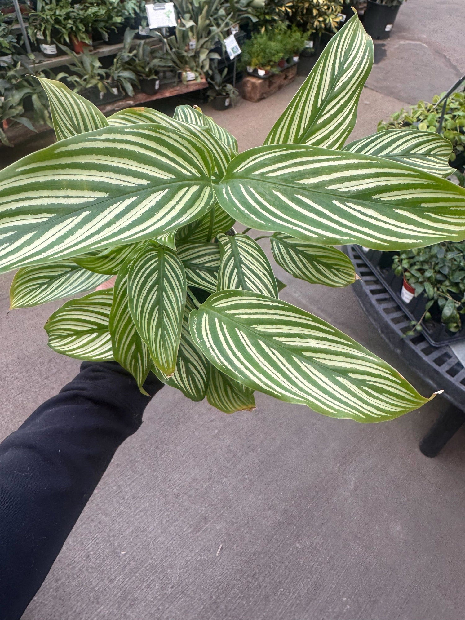 4" Calathea Vittata